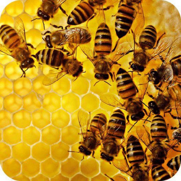 یافته  دانشمندان ، بر زنبورها