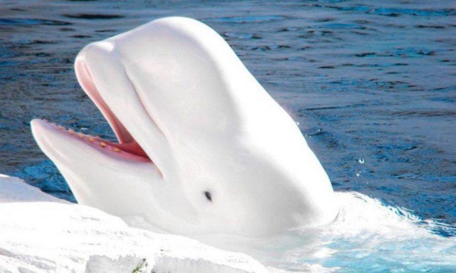 نهنگ سفید بلوگا